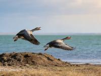 �ƶ���С˵����