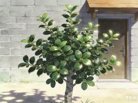 �γ���С˵ʮ��